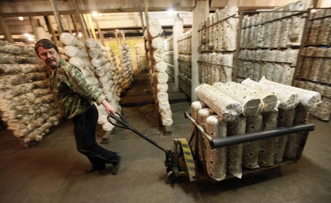 Employee Mikhail Pokatilov pulls a cart of straw and seeds for the cultivation of oyster mushrooms, also known as the Veshenka mushrooms or Pleurotus Ostreatus, inside a private mushroom farm in the settlement of Beryozovka outside Krasnoyarsk, May 16, 2012. The farm is the only cultivator and supplier of oyster mushrooms in the region. Oyster mushrooms lower cholesterol levels and reduce the risk of oncological diseases, according to farm co-owner Sergei Murunov. REUTERS/Ilya Naymushin (RUSSIA - Tags: AGRICULTURE SOCIETY) Published: Kvě. 16, 2012, 2:55 odp.