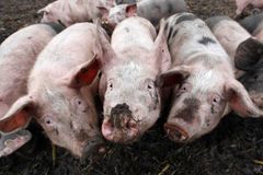 Veterináři hledají osm tun masa z Belgie. Je závadné