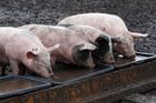 Produkce masa v Česku meziročně klesla, ruské sankce snížily ceny vepřového