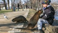 Nutrie ale nezpůsobují jen rozhrabané břehy a spasené keře. "Divoce žijící nutrie mohou být jako přenašeči i zdrojem nebezpečných chorob, například leptospirózy či tularemie," upozorňuje mluvčí. Jde o choroby, které roznáší řada hlodavců a člověk je nejčastěji chytne tak, že vypije kontaminovanou vodu nebo ho nakažené zvíře škrábne.