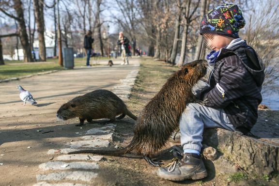 Nutrie přenáší infekčních nemoci a kousnutí může být značně bolestivé