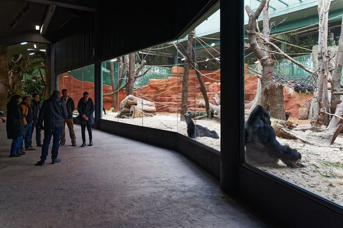 Zoo Praha, nový pavilon goril (Rezervace DJA, gorily a střední Afrika)