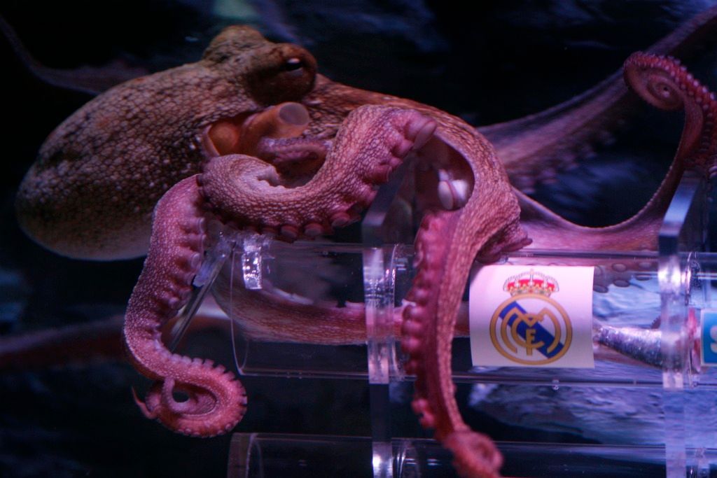 Chobotnice Iniesta předpovídá El Clásico