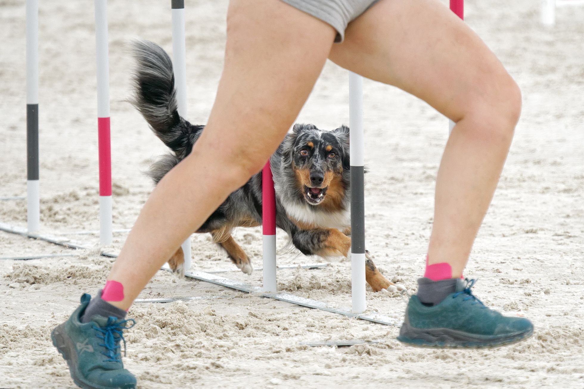 Prague Aglility Party 2023: evropské kynologické závody na dostihovém závodišti ve Velké Chuchli