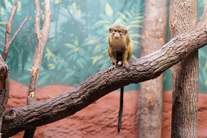 Zoo Praha, nový pavilon goril (Rezervace DJA, gorily a střední Afrika)