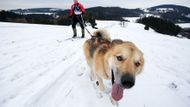 Dvě stě padesát kilometrů po horských hřebenech ve čtyřech dnech. To je Šediváčkův long, nejdelší a rozhodně nejnáročnější závod psích spřežení nejen u nás, ale v celé střední Evropě.