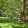 Strom roku 2021 - platan javorolistý