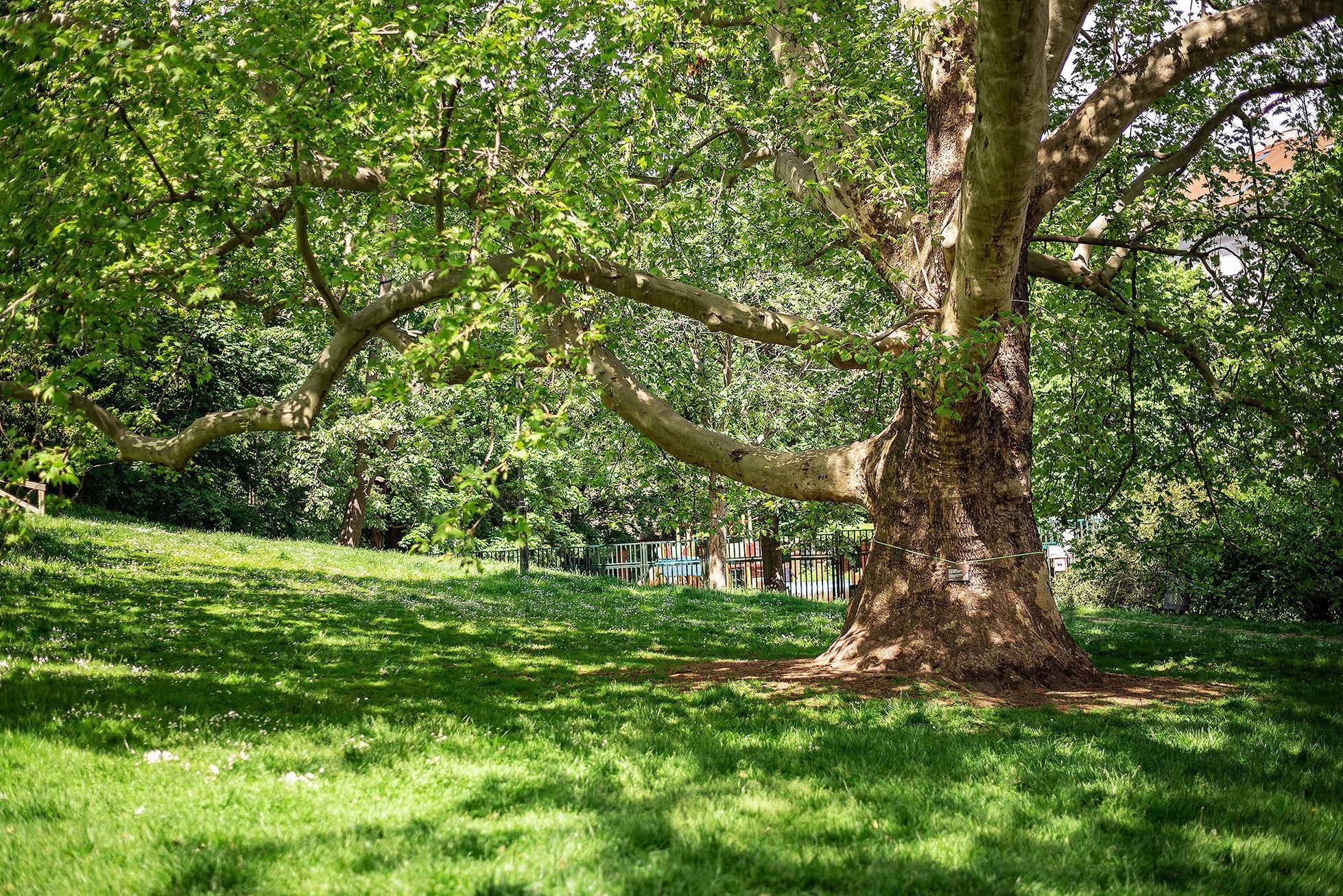 Strom roku 2021 - platan javorolistý