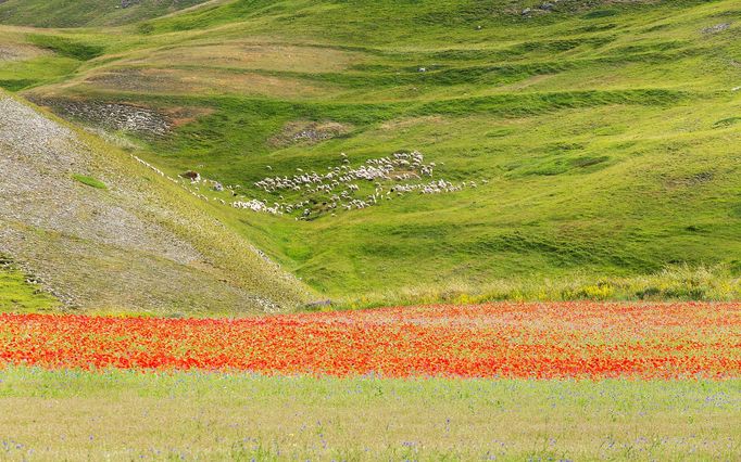 Rozkvetlá letní pole v okolí italské vesnice Castelluccio di Norcia