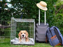 cestování se psem
