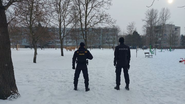 Po sídlišti v Hradci Králové se prohánělo pět krav, zasahovaly desítky lidí