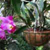 Orchideje v botanické zahradě