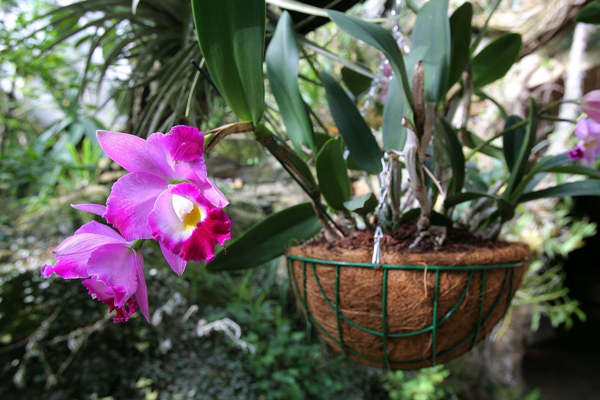 Orchideje v botanické zahradě