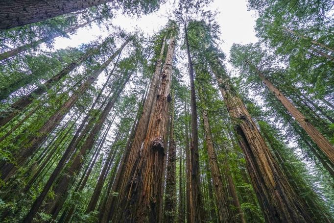 Redwood National and State Parks, Kalifornie