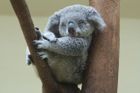 Koalové sice doskočí i dva metry, při velkých požárech ale nemají šanci, říká biolog