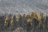 Pohled na ohořelé stromy po rozsáhlém požáru, který vypukl během druhé letošní vlny veder v blízkosti města Tábara, které leží na severozápadě Španělska v provincii Zamora. Právě tady je nyní situace nejhorší.