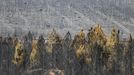 Pohled na ohořelou vegetaci zbylou po rozsáhlém požáru, který vypukl během druhé letošní vlny veder v okolí města Tabara na severu Španělska.