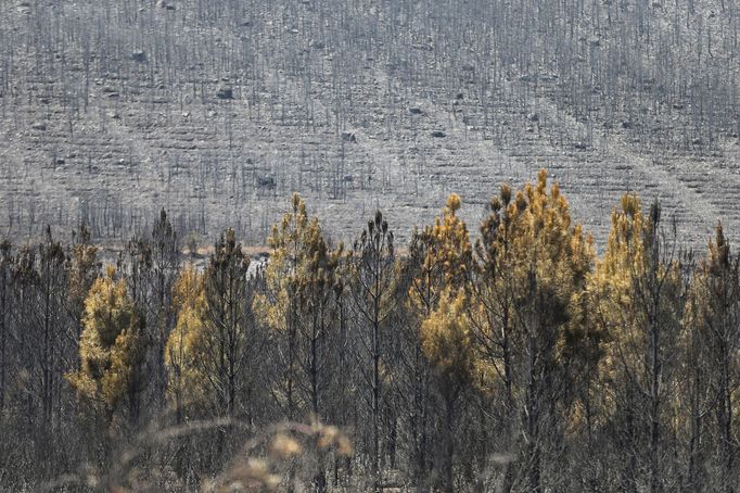 Pohled na ohořelou vegetaci zbylou po rozsáhlém požáru, který vypukl během druhé letošní vlny veder v okolí města Tabara na severu Španělska.