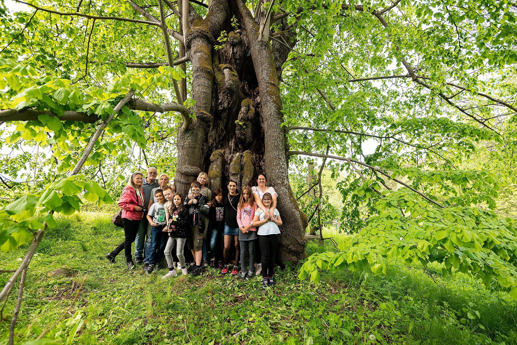 Strom roku 2021 - Běleňská lípa