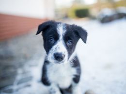5 hříchů, kterých se dopouštíme při krmení psů: Čím mazlíčkům škodíme?
