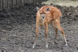 Sitatunga západoafrická (Zoo Hodonín) - Jedna z pěti afrických antilop chovaných v Hodoníně přivedla na svět 18. března letošního roku samečka jménem Sámer.