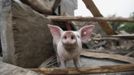 A pig is seen in a damaged pigsty at a village on the second day after an earthquake hit Longmen township of Lushan county, Sichuan province April 21, 2013. Rescuers struggled to reach a remote corner of southwestern China on Sunday as the toll of the dead and missing from the country's worst earthquake in three years climbed to 203 with more than 11,000 injured. The 6.6 magnitude quake struck in Lushan county, near the city of Ya'an in the southwestern province of Sichuan, close to where a devastating 7.9 temblor hit in May 2008 killing some 70,000. REUTERS/Jason Lee (CHINA - Tags: DISASTER ENVIRONMENT ANIMALS) Published: Dub. 21, 2013, 10:37 dop.