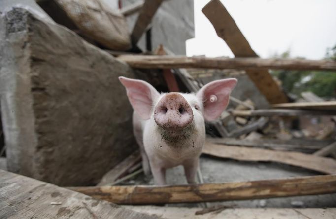 A pig is seen in a damaged pigsty at a village on the second day after an earthquake hit Longmen township of Lushan county, Sichuan province April 21, 2013. Rescuers struggled to reach a remote corner of southwestern China on Sunday as the toll of the dead and missing from the country's worst earthquake in three years climbed to 203 with more than 11,000 injured. The 6.6 magnitude quake struck in Lushan county, near the city of Ya'an in the southwestern province of Sichuan, close to where a devastating 7.9 temblor hit in May 2008 killing some 70,000. REUTERS/Jason Lee (CHINA - Tags: DISASTER ENVIRONMENT ANIMALS) Published: Dub. 21, 2013, 10:37 dop.