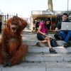 A man dressed as an orangutan sits next to members of the press during media day at the Chelsea Flower Show in London