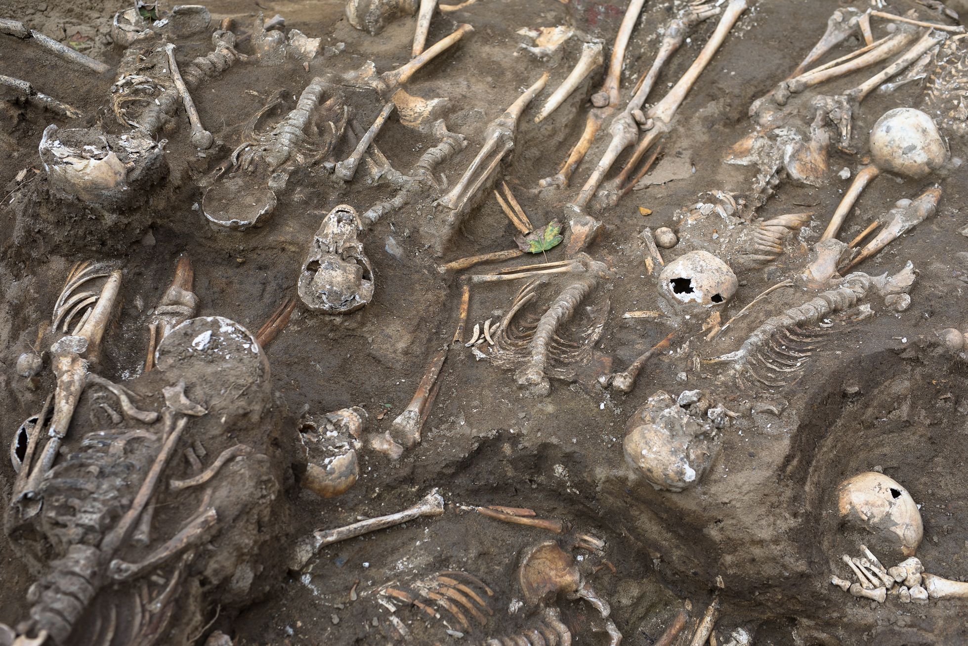 Archeologické vykopávky, Karlín, masový hrob, Vojenský hřbitov Karlín, kosti, archeologie, antropologie