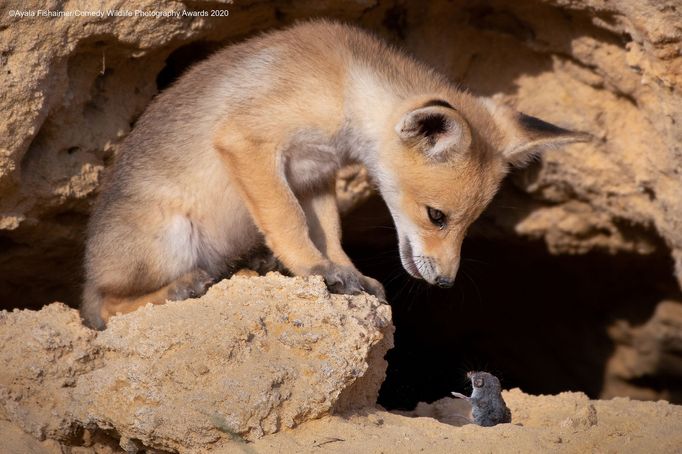 Vítězné snímky ze soutěže Comedy Wildlife Photography Awards 2020