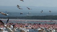 PŘÍRODNÍ PAMÁTKA : Jezera ve Velkém riftovém údolí v Keni Soustava tří vzájemně propojených - relativně mělkých - jezer (Lake Bogoria, Lake Nakuru a Lake Elementaita) v provincii Rift Valley v Keni má celkovou plochu 32 034 hektarů.