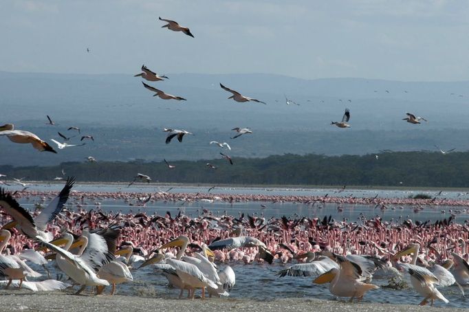 PŘÍRODNÍ PAMÁTKA : Jezera ve Velkém riftovém údolí v Keni Soustava tří vzájemně propojených - relativně mělkých - jezer (Lake Bogoria, Lake Nakuru a Lake Elementaita) v provincii Rift Valley v Keni má celkovou plochu 32 034 hektarů.