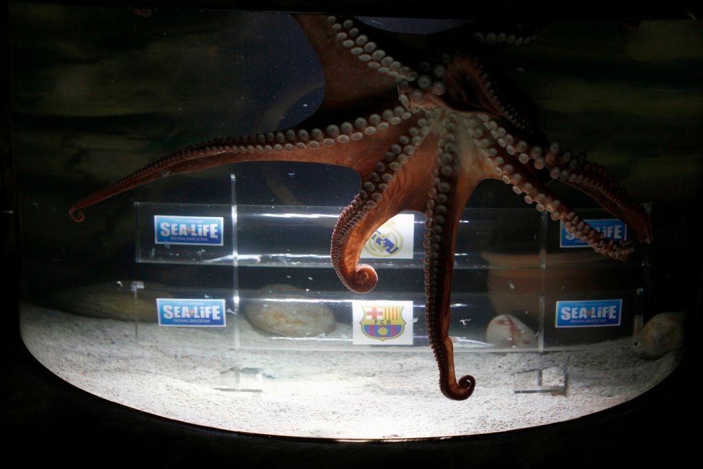 Chobotnice Iker předpovídá El Clásico