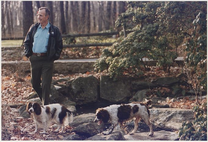 George Bush starší bývalý americký prezident, venčí své psy.