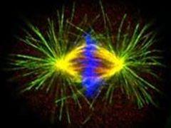 Dělení buněčného jádra (modré jsou chromozómy) zachycené laserem, který je předchůdcem XFEL. Laserové paprsky slouží i hamburskému pracovišti Evropské laboratoře molekulární biologie (EMBL).