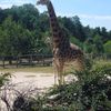 Žirafy v pražské zoo