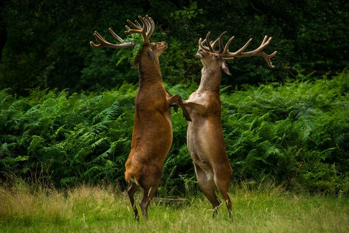 Finalisté fotosoutěže Comedy Wildlife Photography Awards 2018