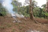 a vypalování kusů lesa místními obyvateli.