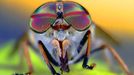 Compound eye of Tabanus bovinus