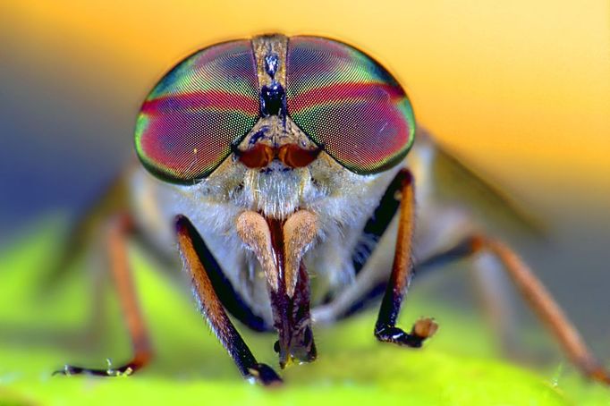 Compound eye of Tabanus bovinus