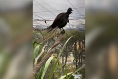Vříská jako ubrečené dítě. Pták z Austrálie umí dokonale napodobit třeba i alarm
