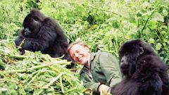Jednorázové užití / Fotogalerie / Legendární britský přírodovědec David Attenborough slaví 95. narozeniny