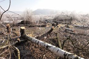 Řádění dřevorubce v chráněné oblasti Broumovsko