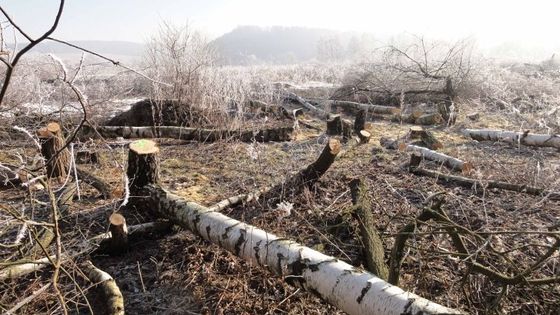 Řádění dřevorubce v chráněné oblasti Broumovsko