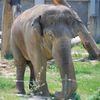 Slůně v ostravské ZOO