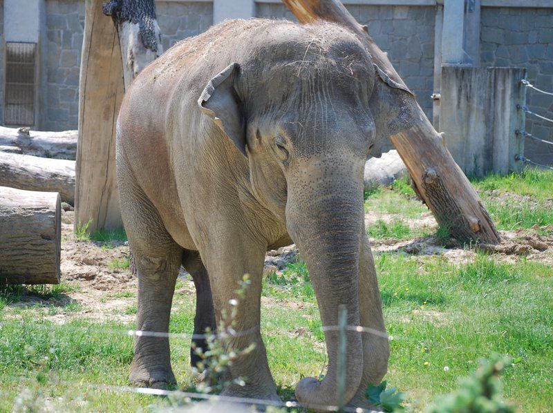 Slůně v ostravské ZOO