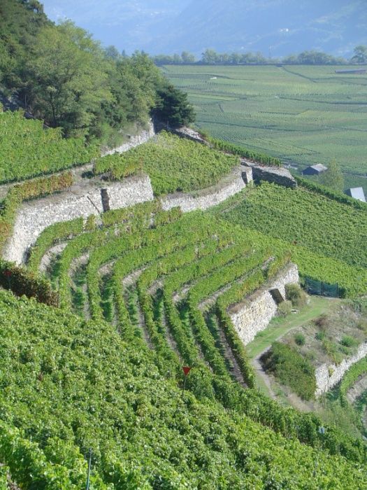 Švýcarské vinice - Valais