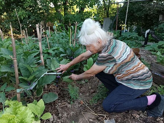 S prvním jarním sluncem Inesa začala v novém domově obnovovat trochu zanedbanou zahradu, na které nyní rostou rajčata, okurky, dýně, cibule a česnek.