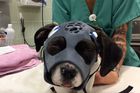 Lebka z 3D tiskárny. Poraněné štěně zachránili studenti biomedicínského inženýrství