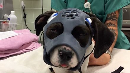 Lebka z 3D tiskárny. Poraněné štěně zachránili studenti biomedicínského inženýrství